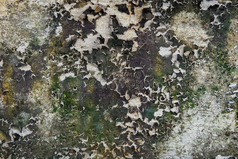Close-up of Dry moss on White cement crack wall and peeled paint caused by water and sunlight. Peel wall of White house paint. Close-up of Dry moss on White royalty free stock images